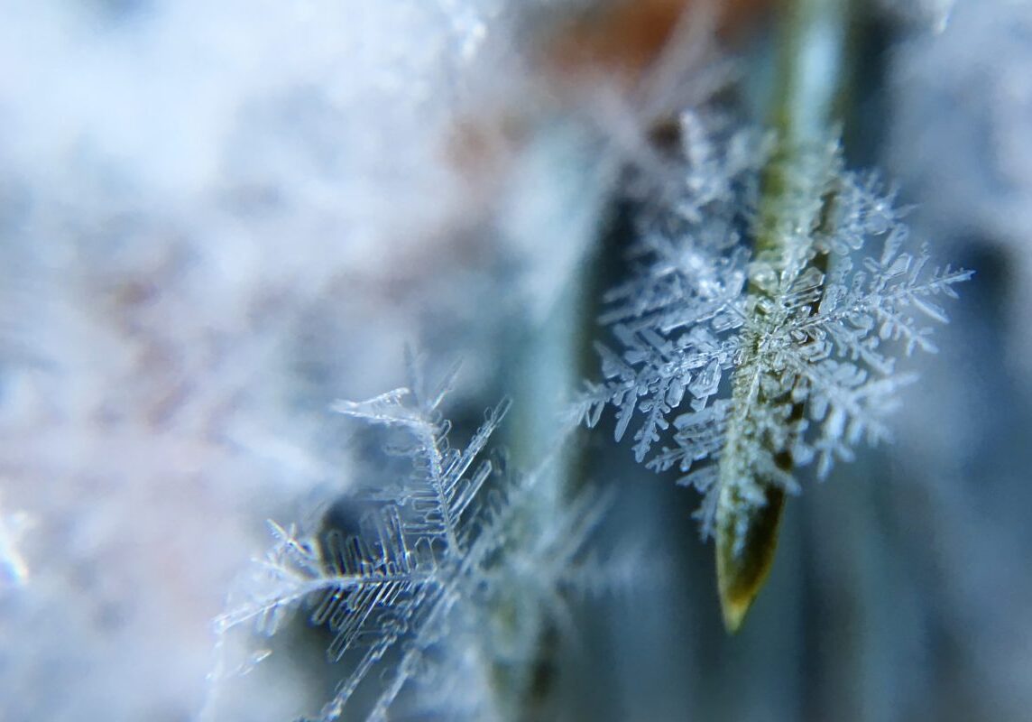 Close-up of frost-covered leaves on a cold day.