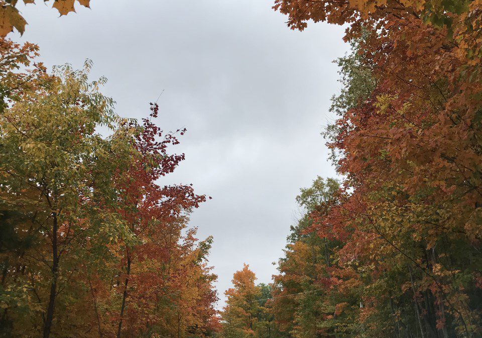 Winding path through autumn woods