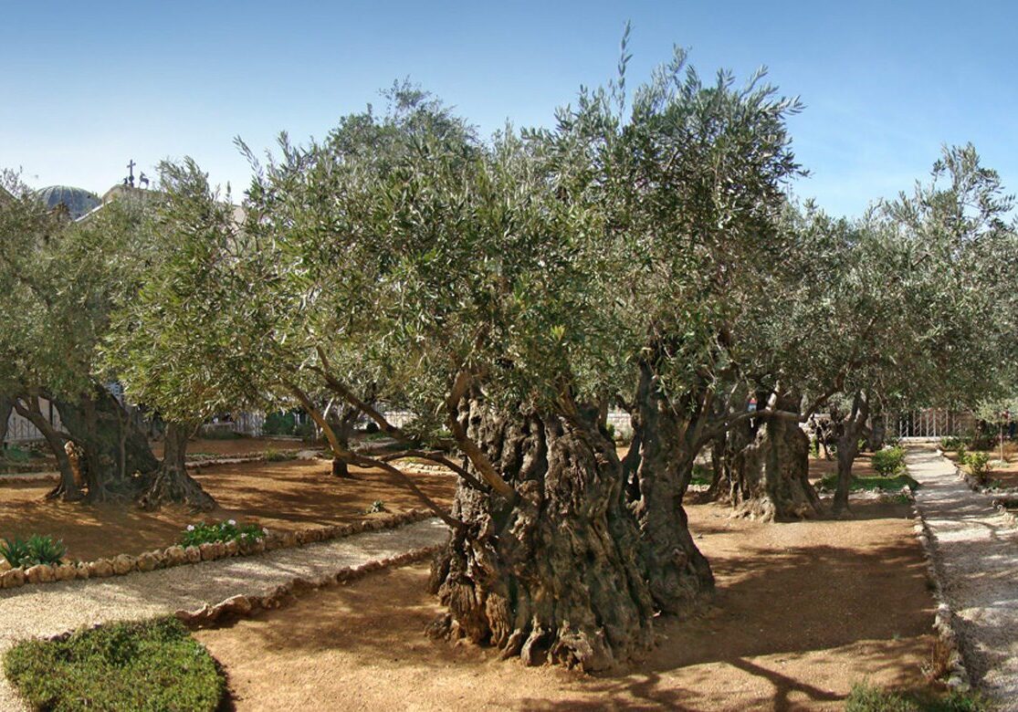 Ancient olive tree with thick trunk in a sunlit orchard.