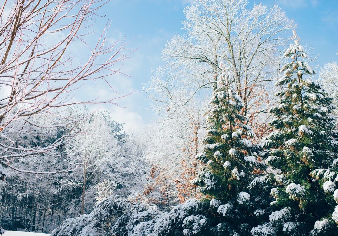 Snow-covered trees under a clear winter sky.