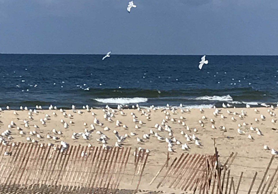 Seagulls gather on a beach with a wooden fence under a cloudy sky.