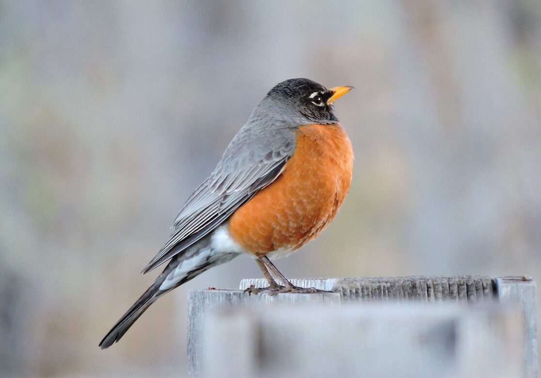 A robin perched on a branch with a blurred background.