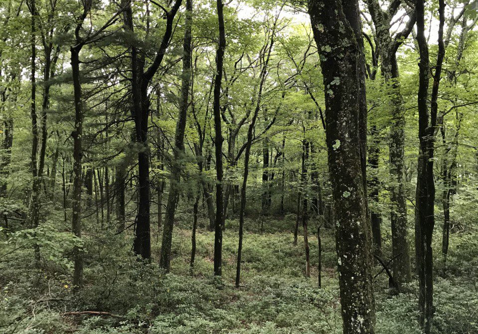 Lush green forest with fern-covered floor